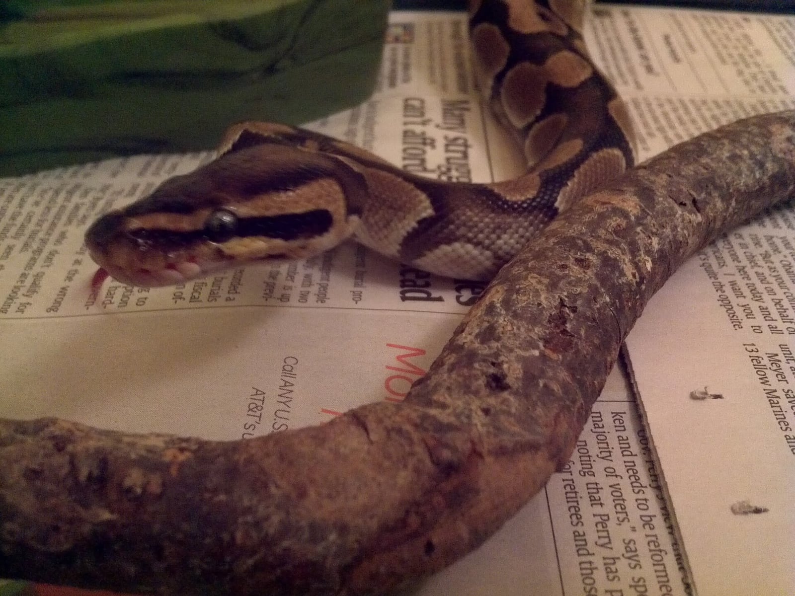 Ball python resting on a branch