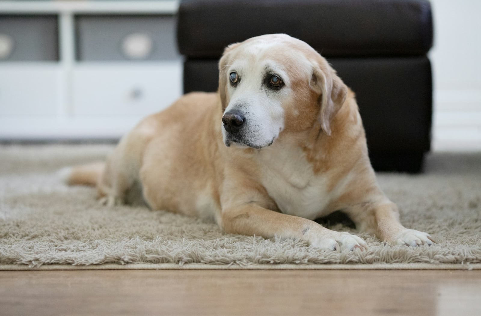 How to care for a blind dog