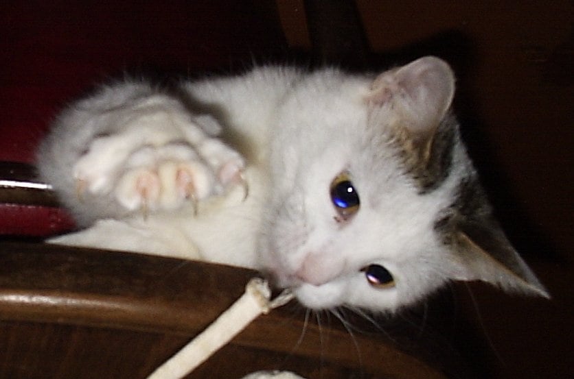 Is cat scratch fever real?