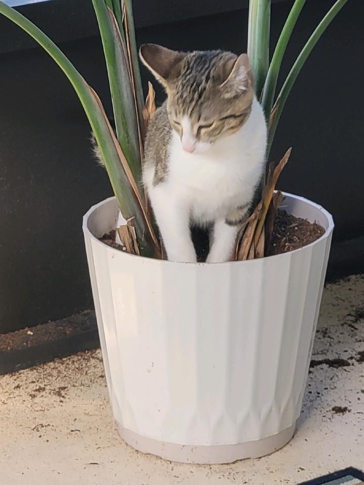 Cat urinating in a large plant pot
