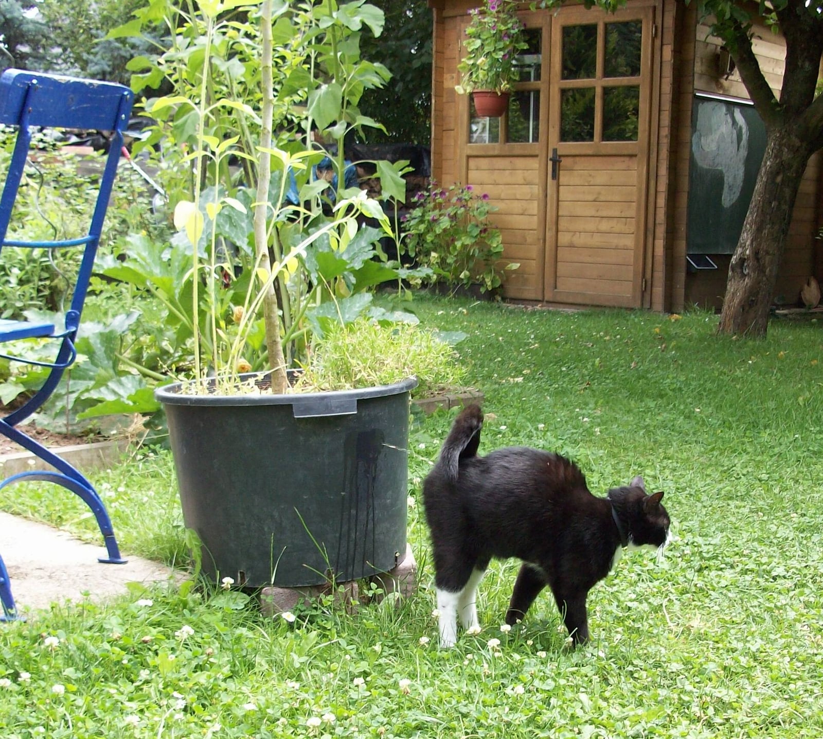 How to stop cat peeing and spraying