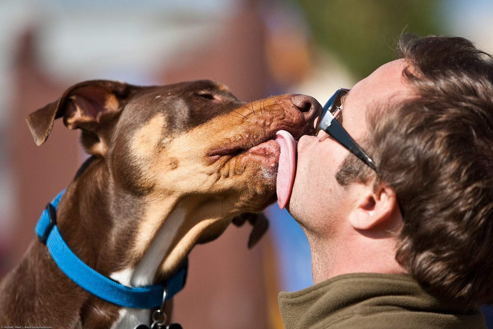 Why dogs love peanut butter
