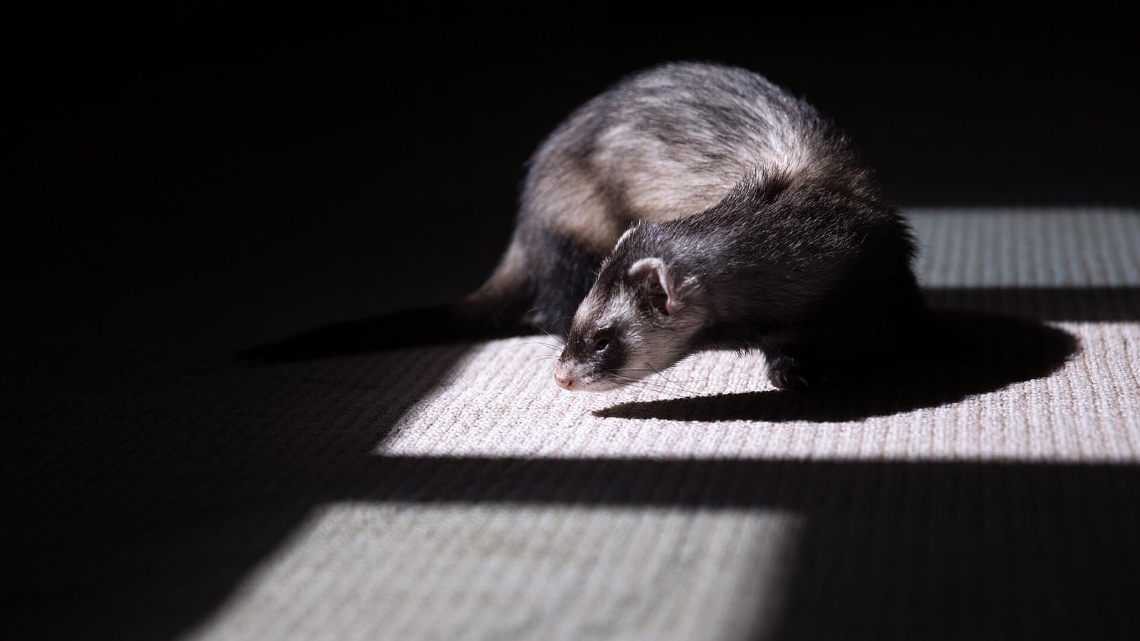 Are ferrets good apartment pets?