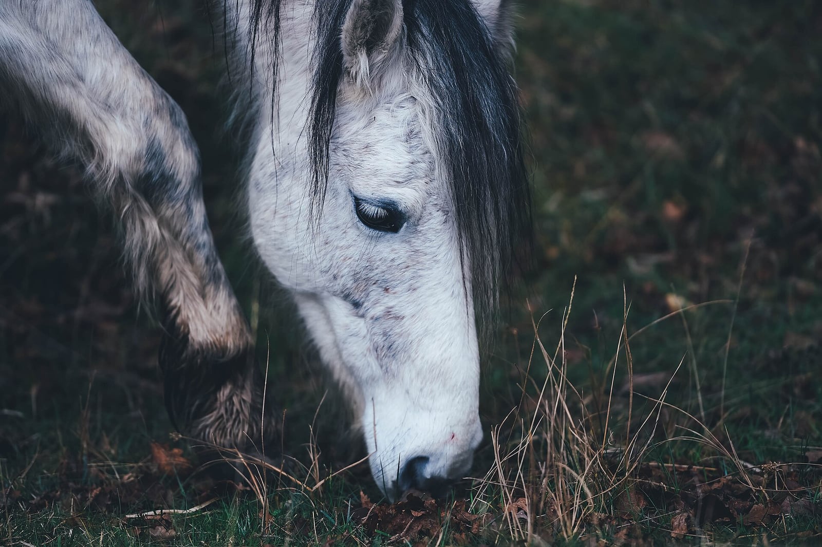 Grey horse grazing