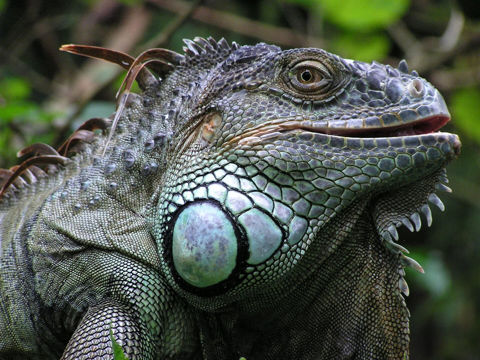 Green iguana in profile
