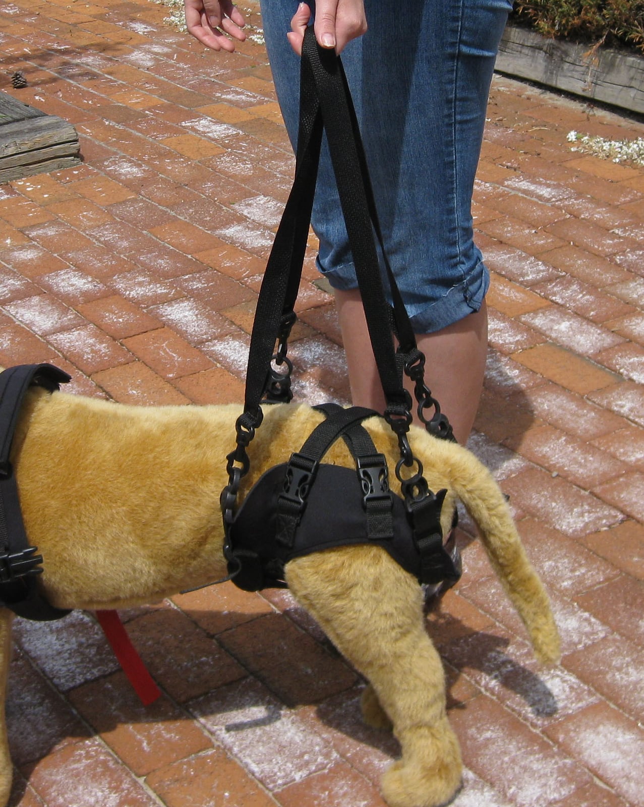 Caring for a dog with degenerative myelopathy