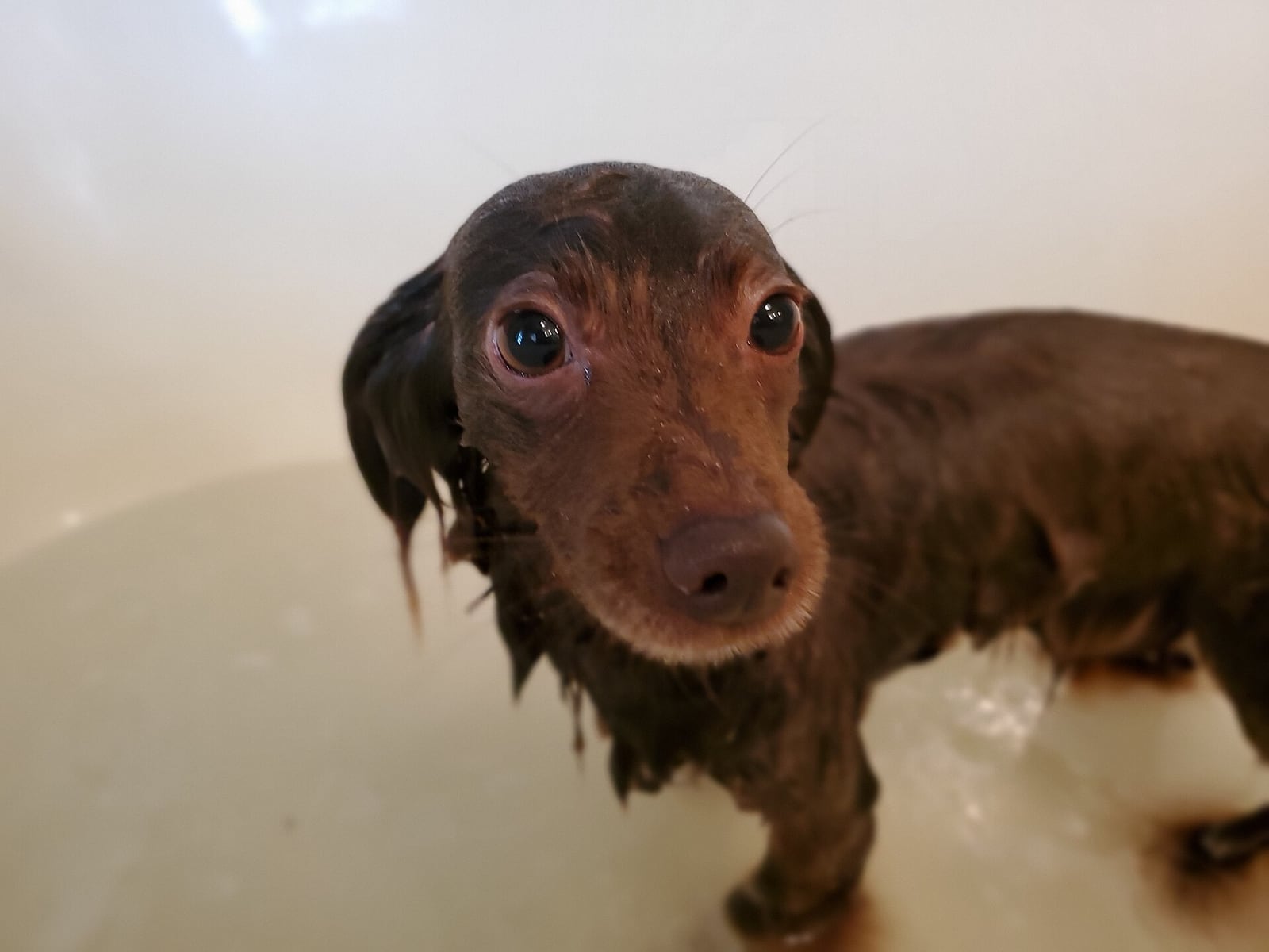 Why do old dogs smell bad?