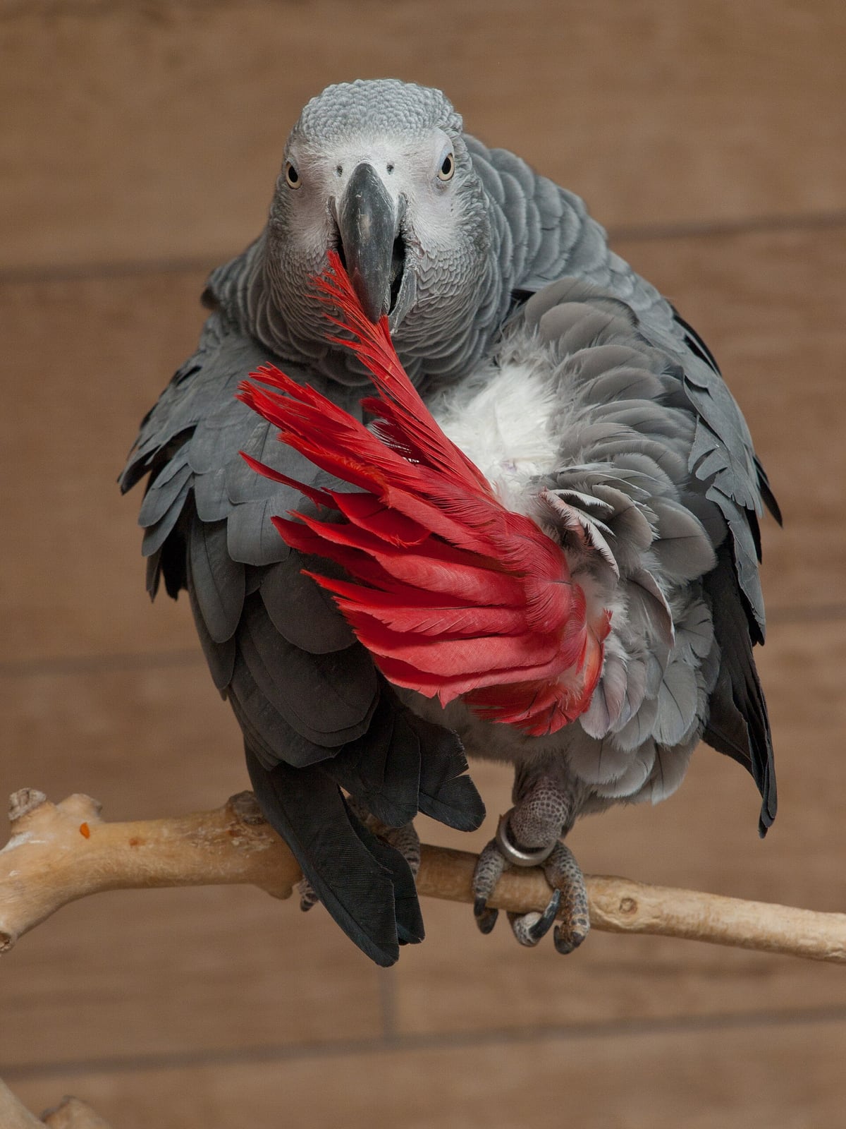 African grey parrot perched