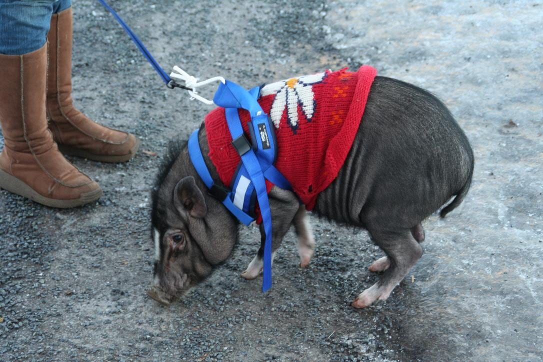 Pet pig standing outdoors