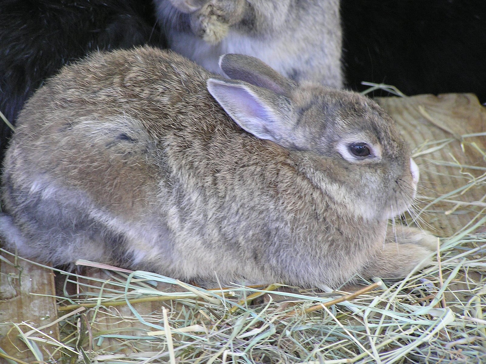 Pet rabbit sitting outdoors