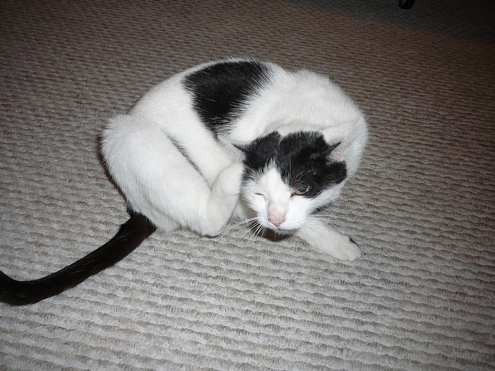 Cat using a scratching surface