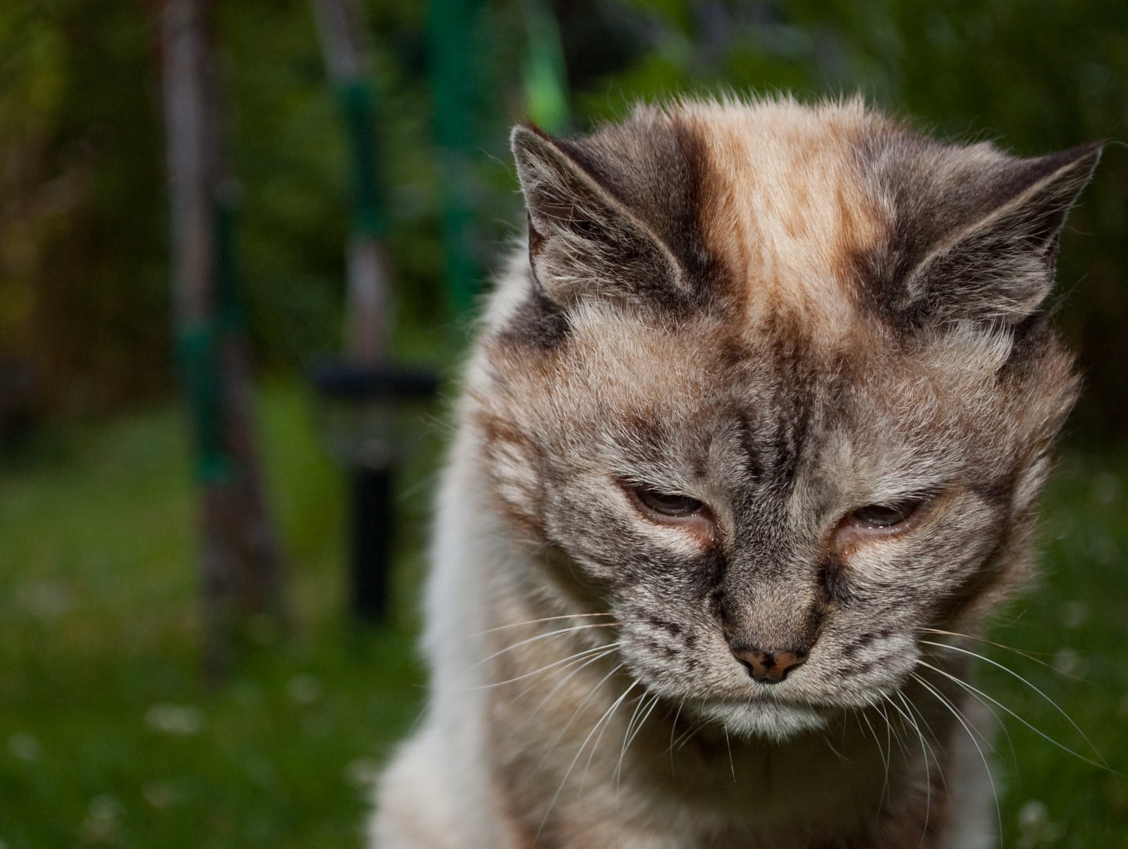 Caring for a cat with cerebellar hypoplasia
