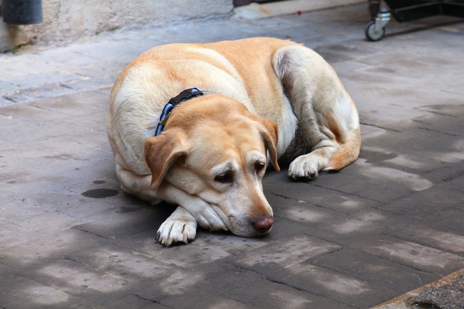 Can you give a dog aspirin?