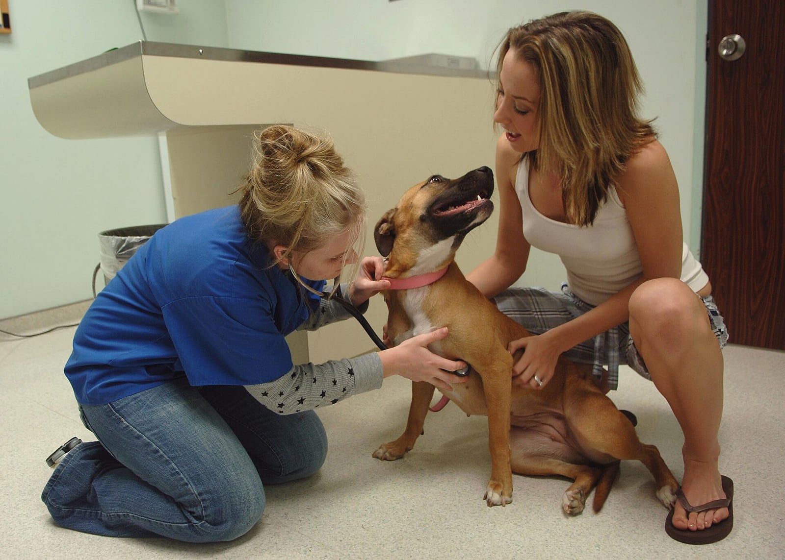 Veterinarian examining a dog