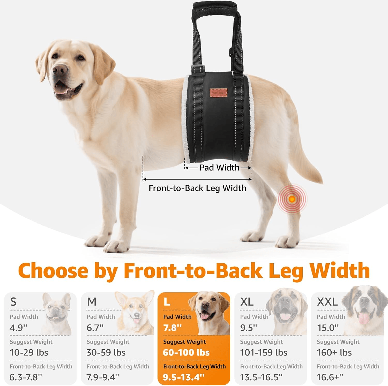 Dog wearing rear support sling with sizing measurements