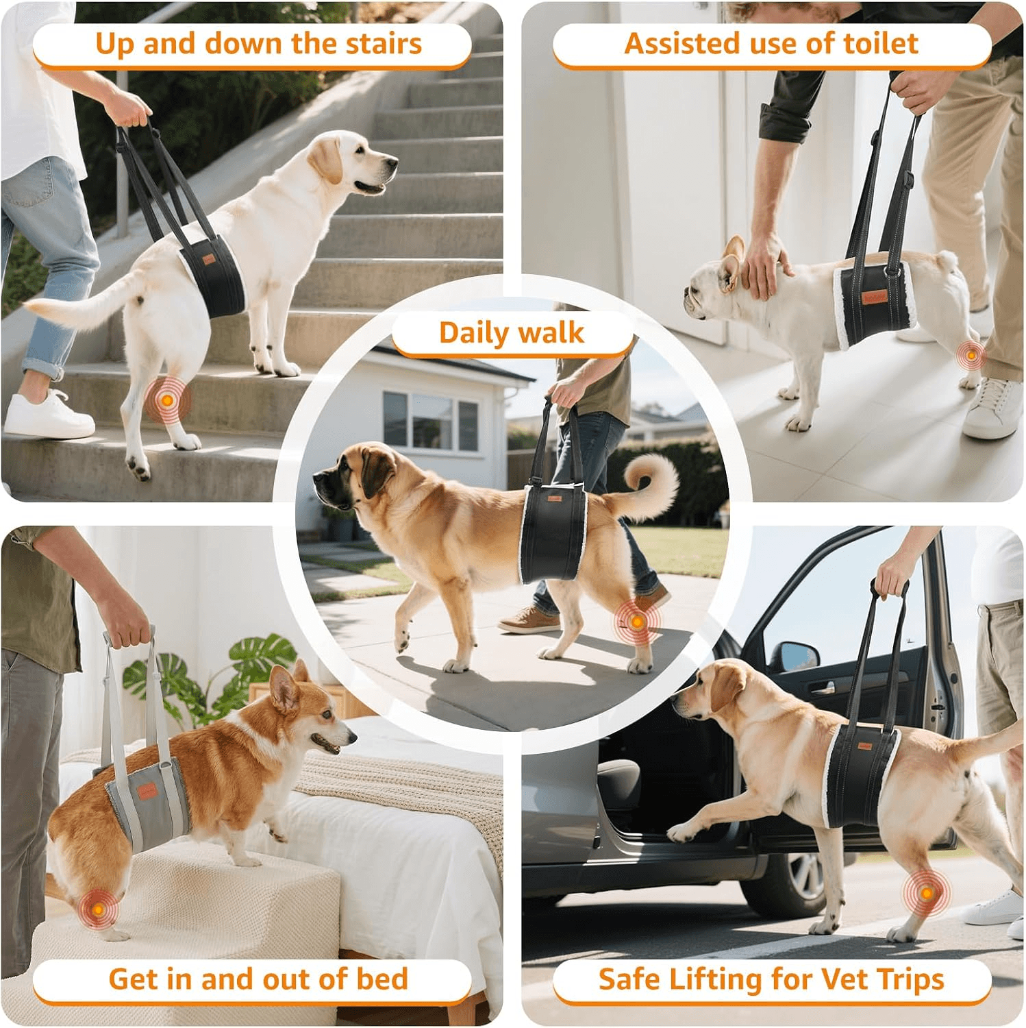 Dogs using a rear support sling for stairs walking toileting and car entry