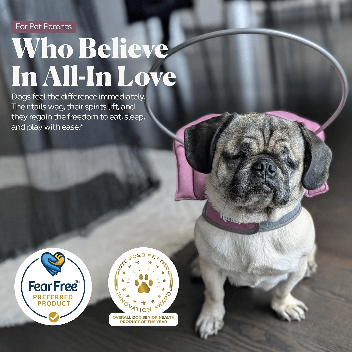 Muffin's Halo for Blind Dogs