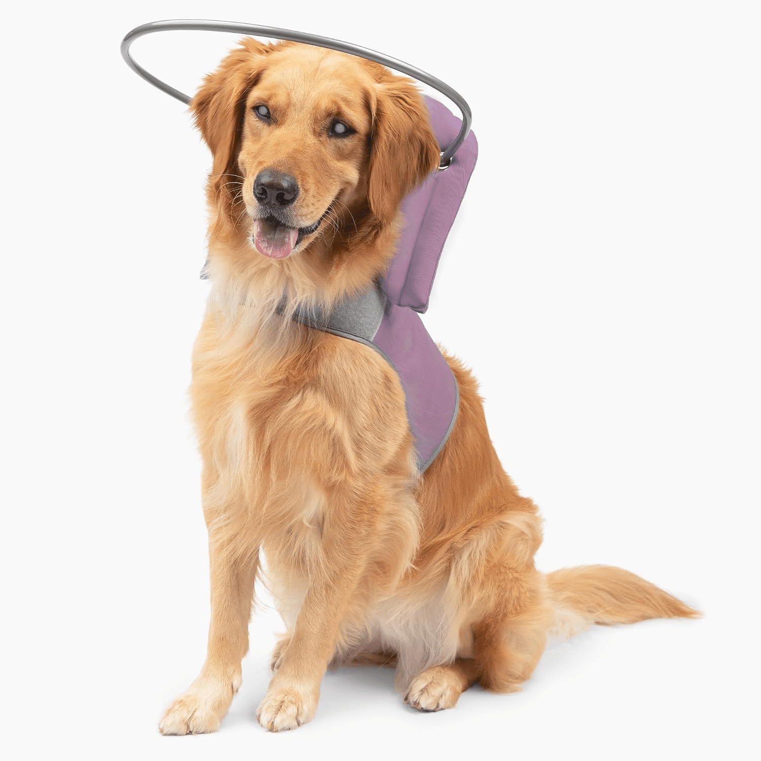 Muffin's Halo for Blind Dogs product detail 1