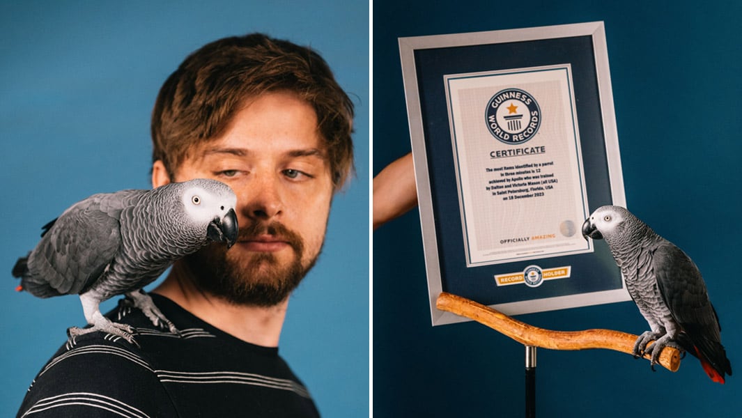 World record-breaking animals