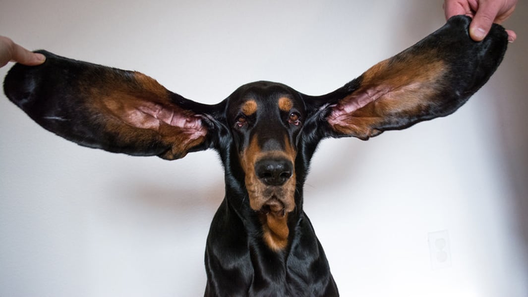 Lou the coonhound with record-setting long ears