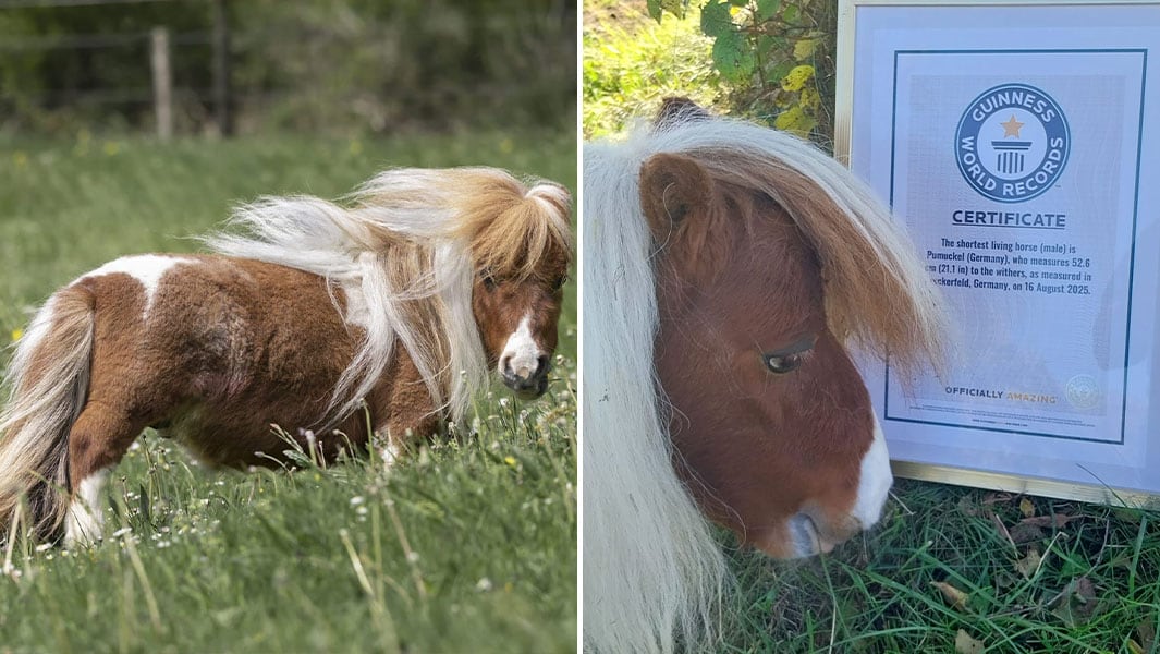 Pumuckel the record-setting miniature horse
