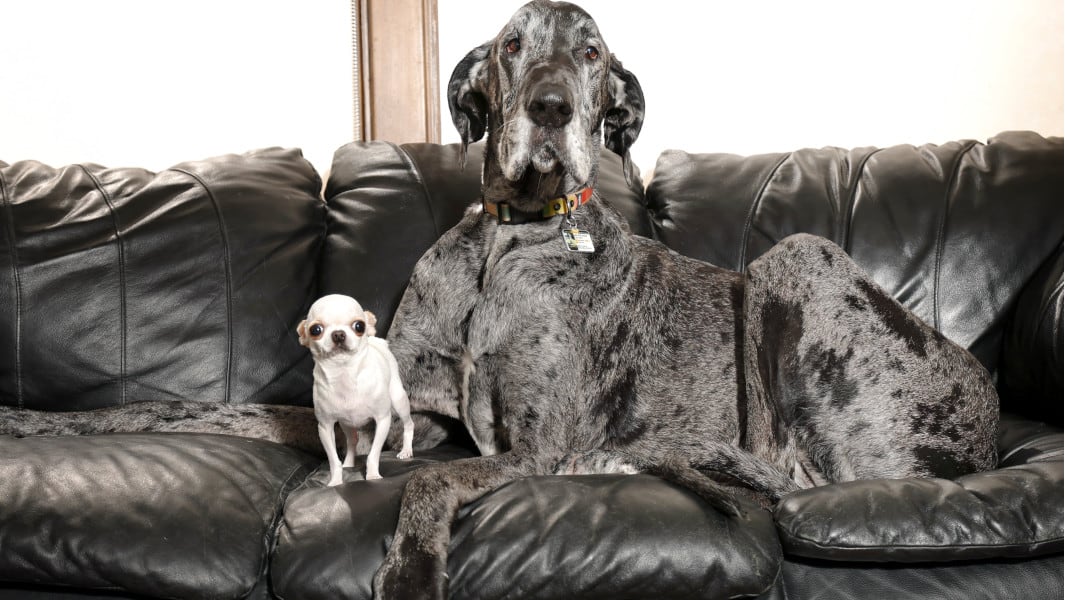 Meet real world-record animals
