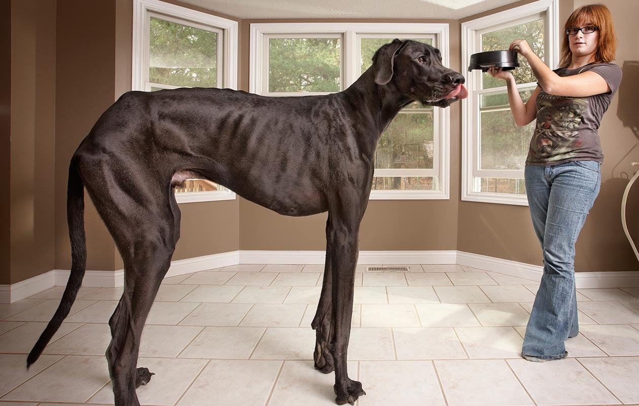 Zeus the Great Dane, tallest dog ever