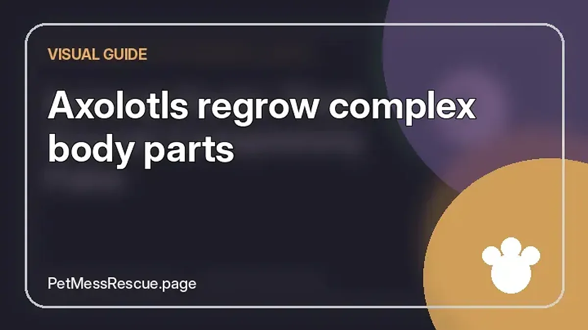 Contextual photograph of Axolotls regrow complex body parts