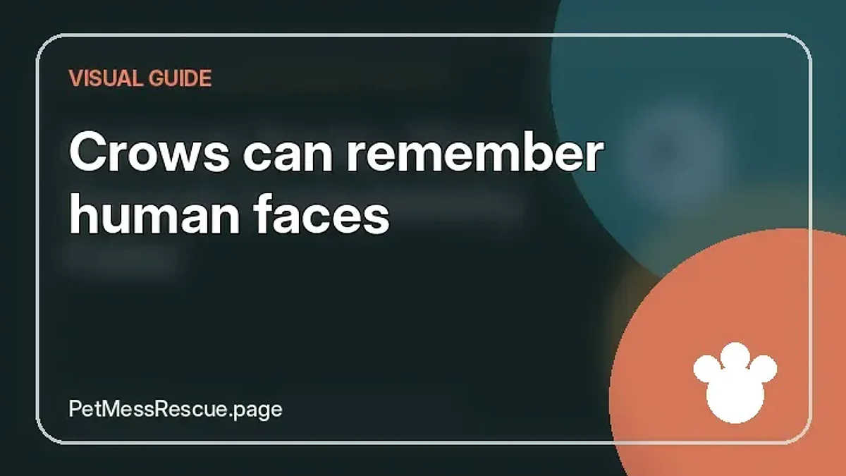 Contextual photograph of Crows can remember human faces