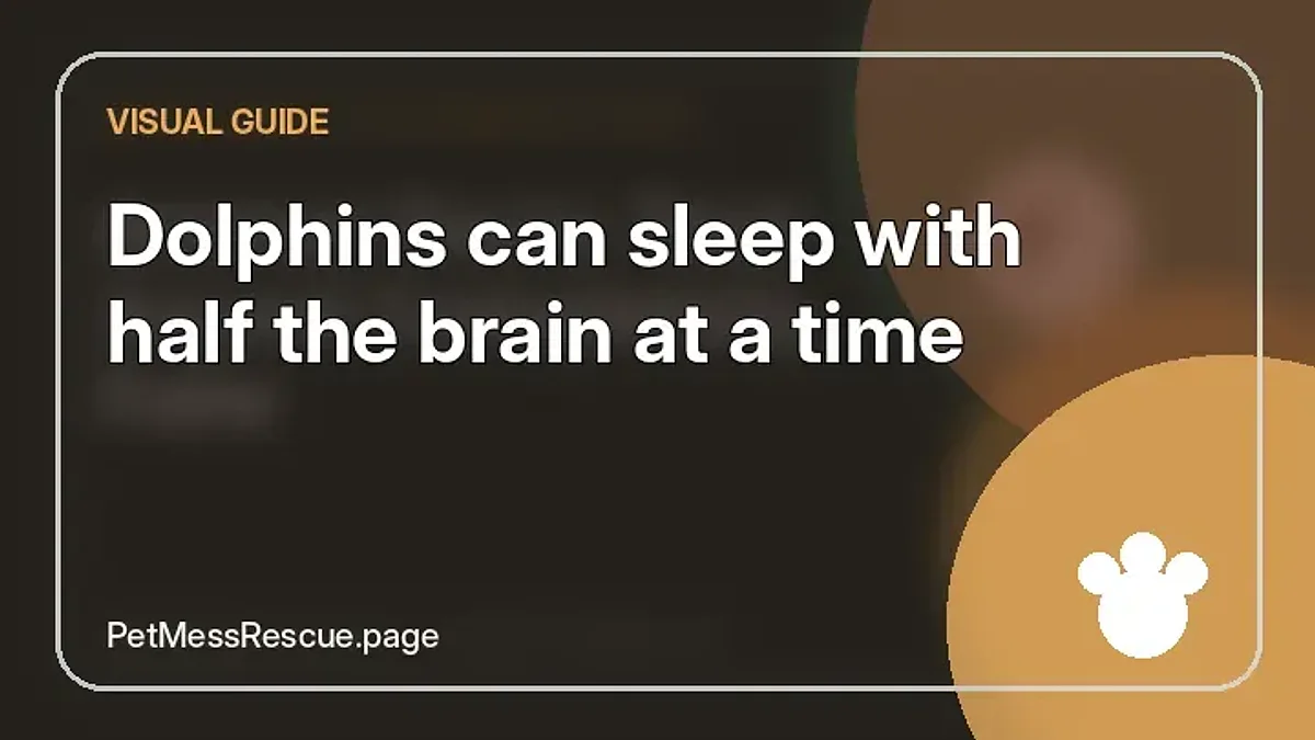 Contextual photograph of Dolphins can sleep with half the brain at a time