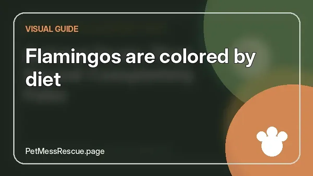 Contextual photograph of Flamingos are colored by diet