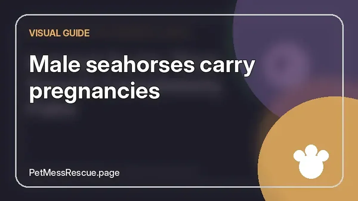 Contextual photograph of Male seahorses carry pregnancies