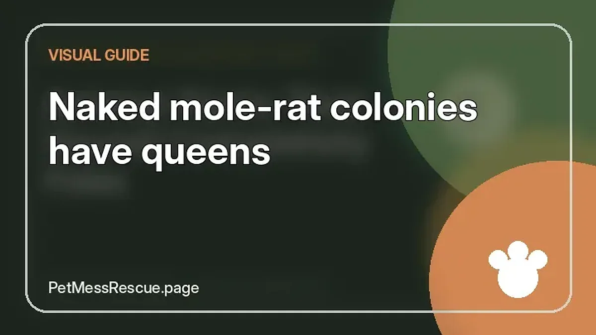 Contextual photograph of Naked mole-rat colonies have queens