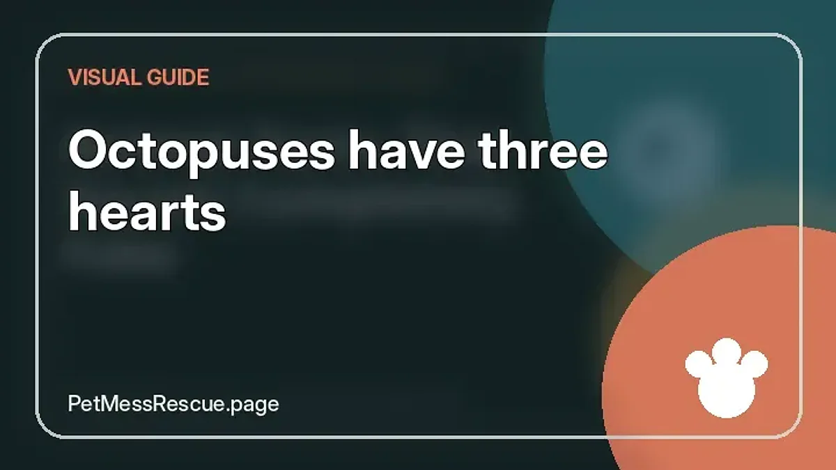 Contextual photograph of Octopuses have three hearts