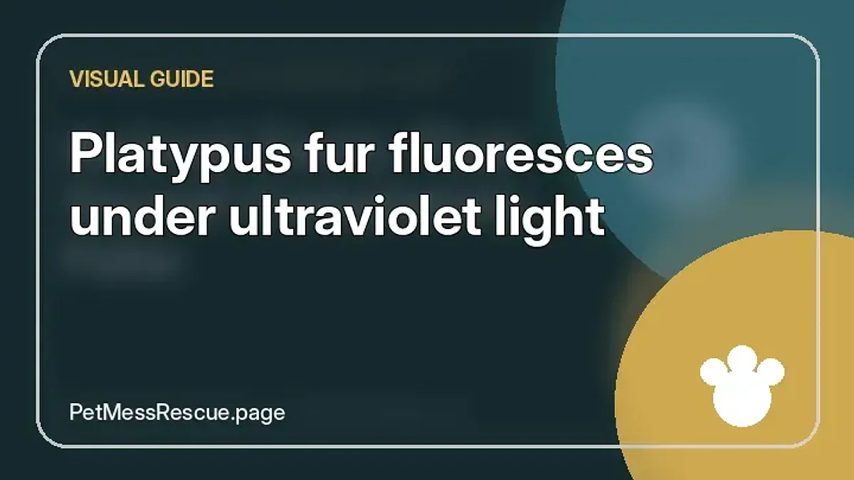 Contextual photograph of Platypus fur fluoresces under ultraviolet light
