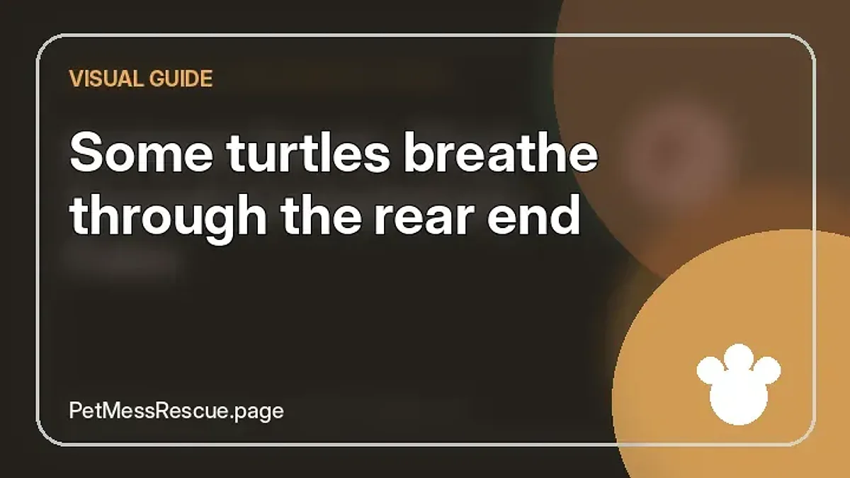 Contextual photograph of Some turtles breathe through the rear end
