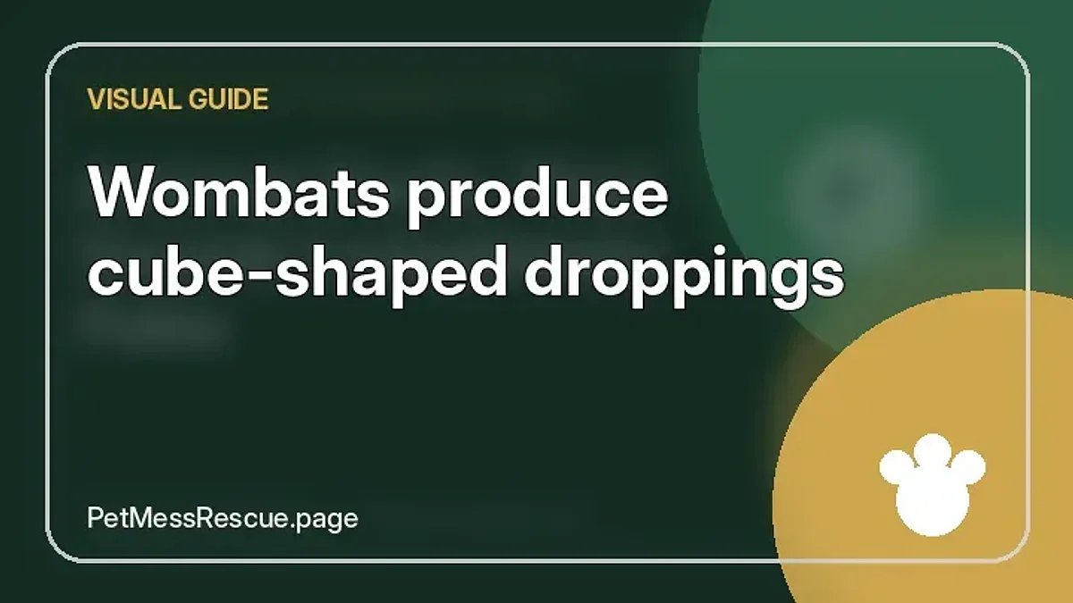 Contextual photograph of Wombats produce cube-shaped droppings
