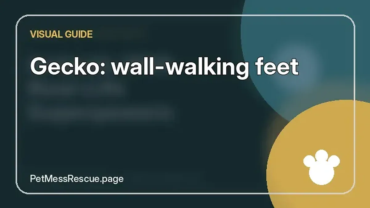 Contextual photograph of Gecko: wall-walking feet