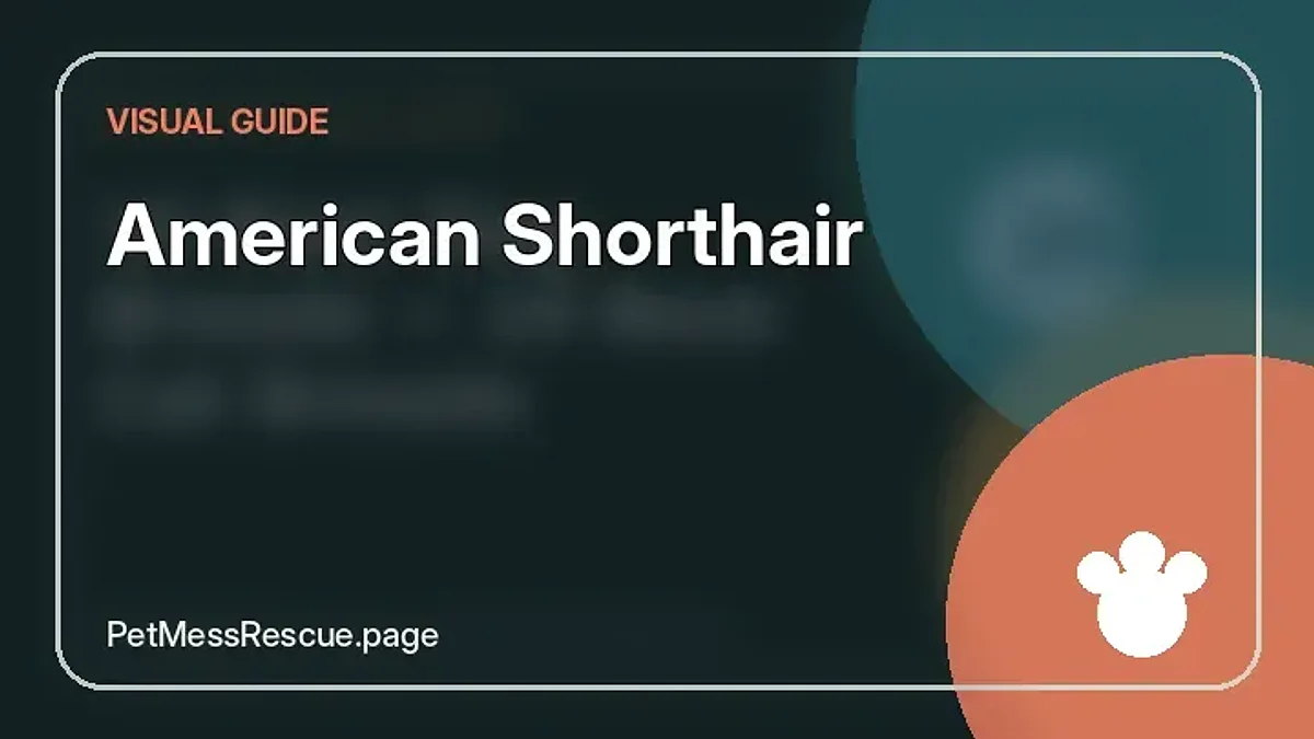 Contextual photograph of American Shorthair