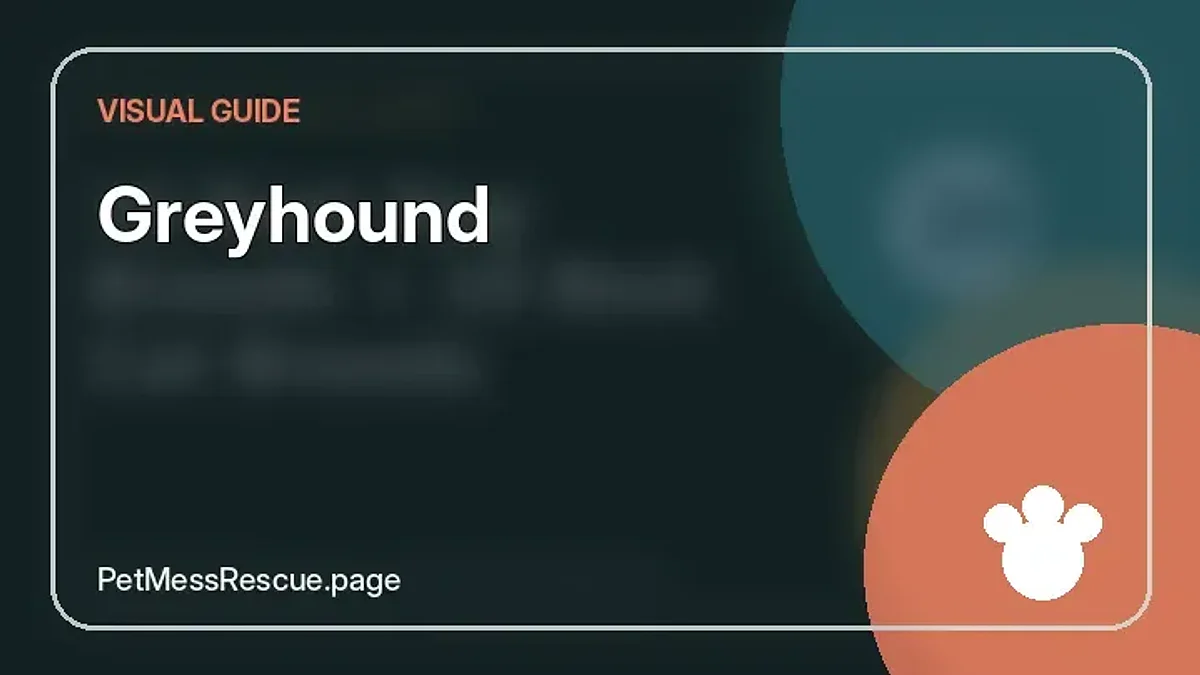 Contextual photograph of Greyhound