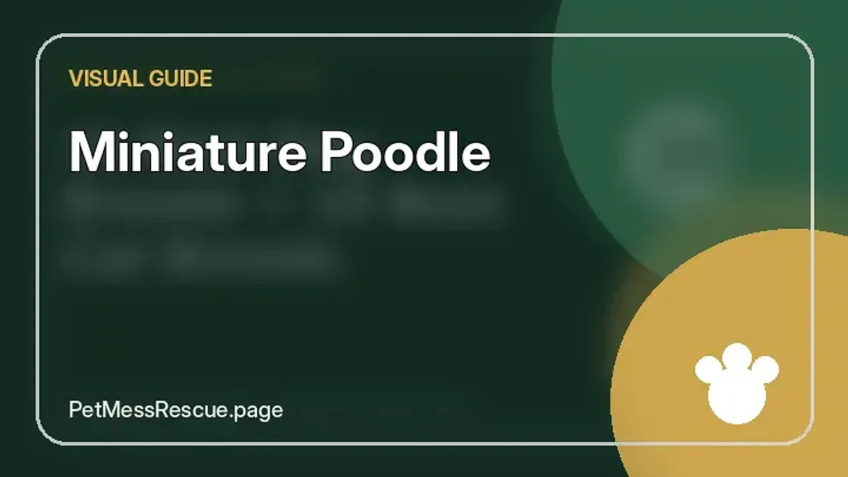 Contextual photograph of Miniature Poodle