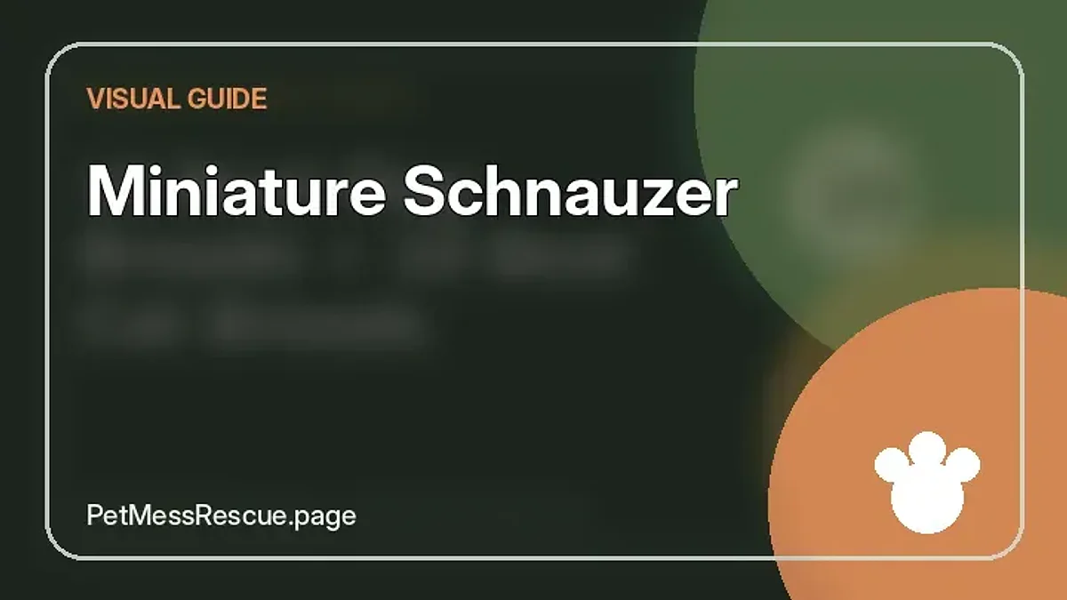 Contextual photograph of Miniature Schnauzer