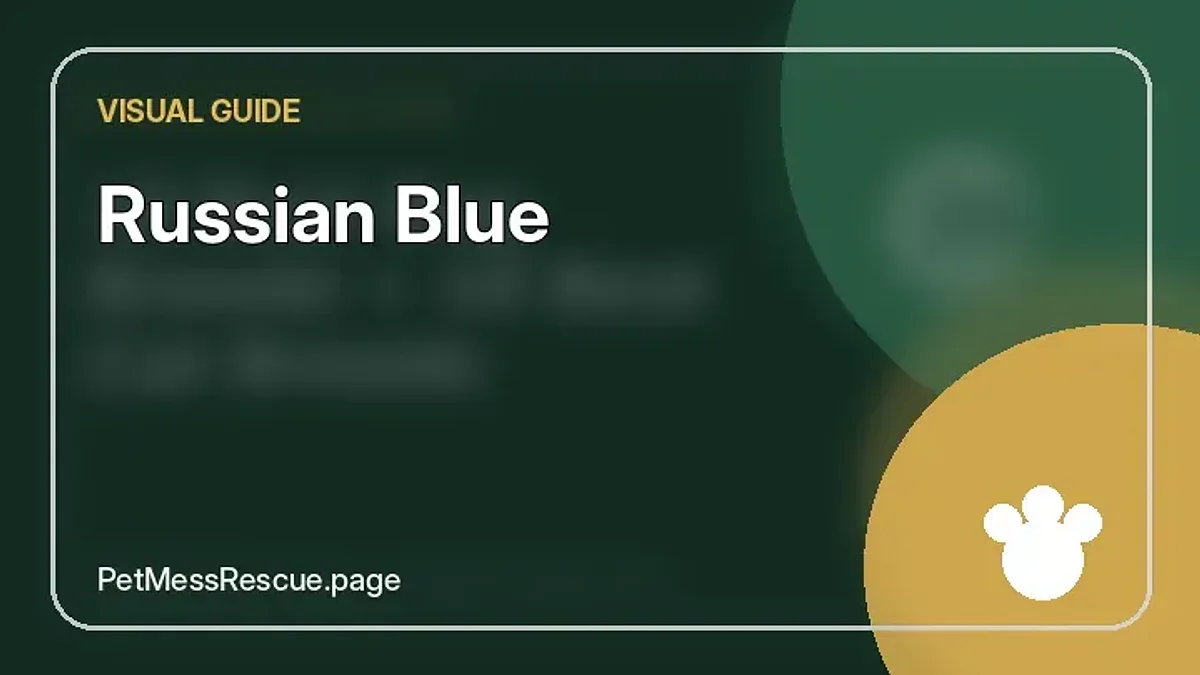 Contextual photograph of Russian Blue
