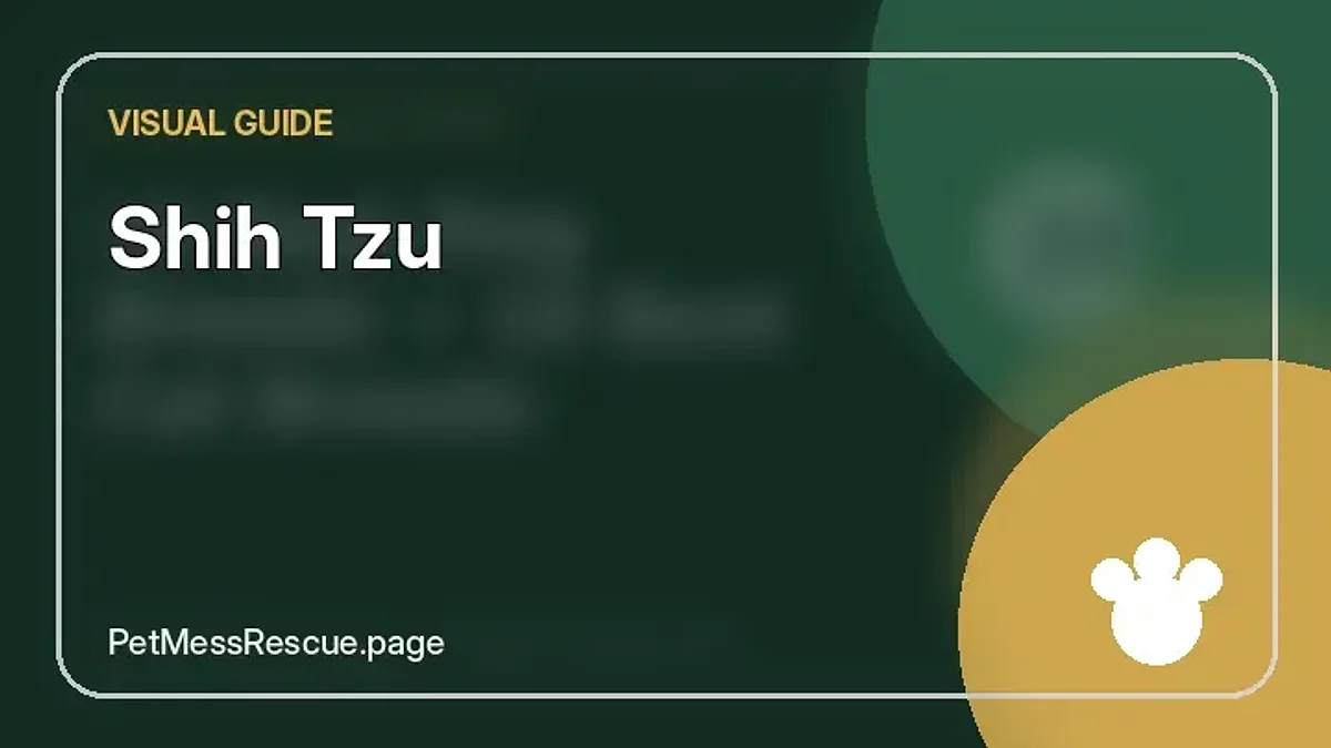 Contextual photograph of Shih Tzu