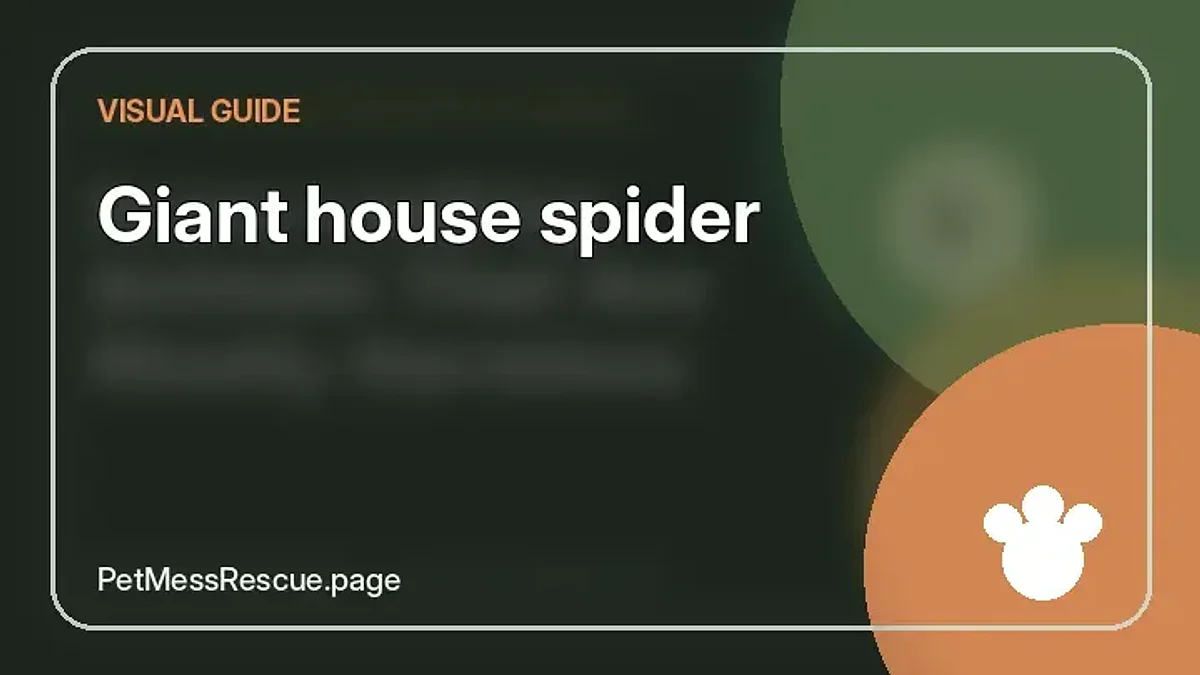 Contextual photograph of Giant house spider
