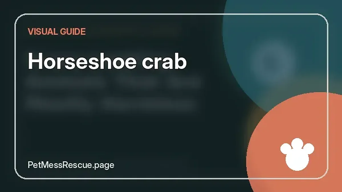 Contextual photograph of Horseshoe crab
