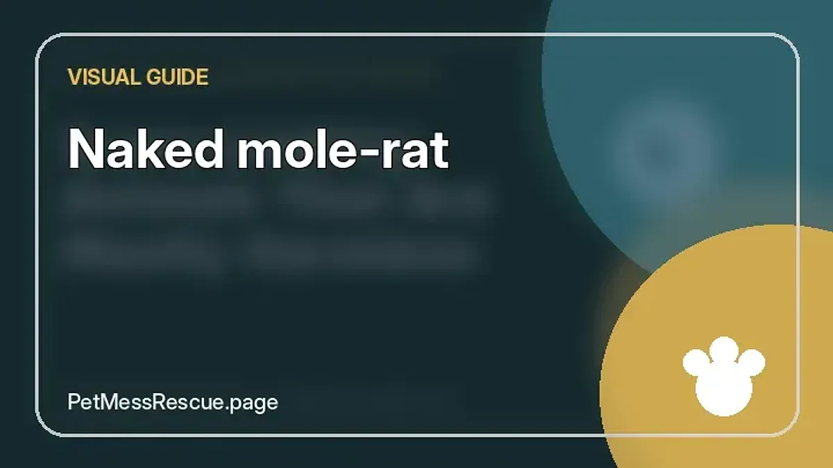 Contextual photograph of Naked mole-rat