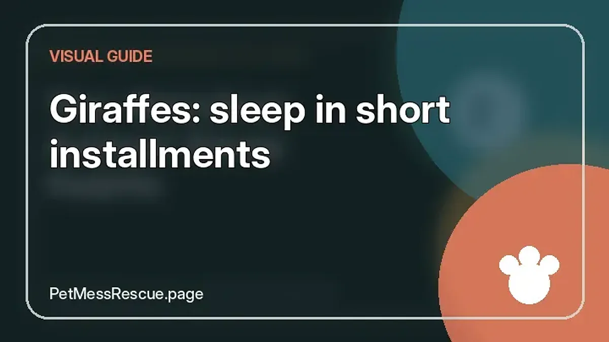 Contextual photograph of Giraffes: sleep in short installments