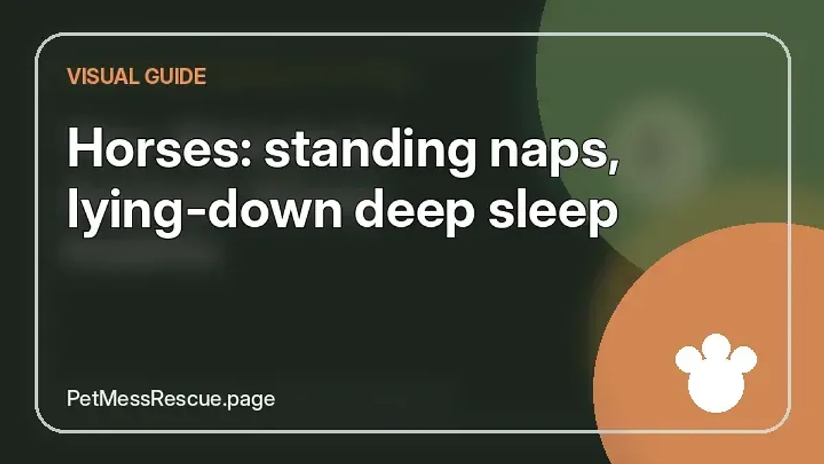 Contextual photograph of Horses: standing naps, lying-down deep sleep