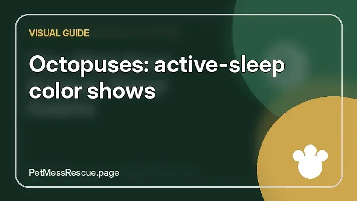 Contextual photograph of Octopuses: active-sleep color shows